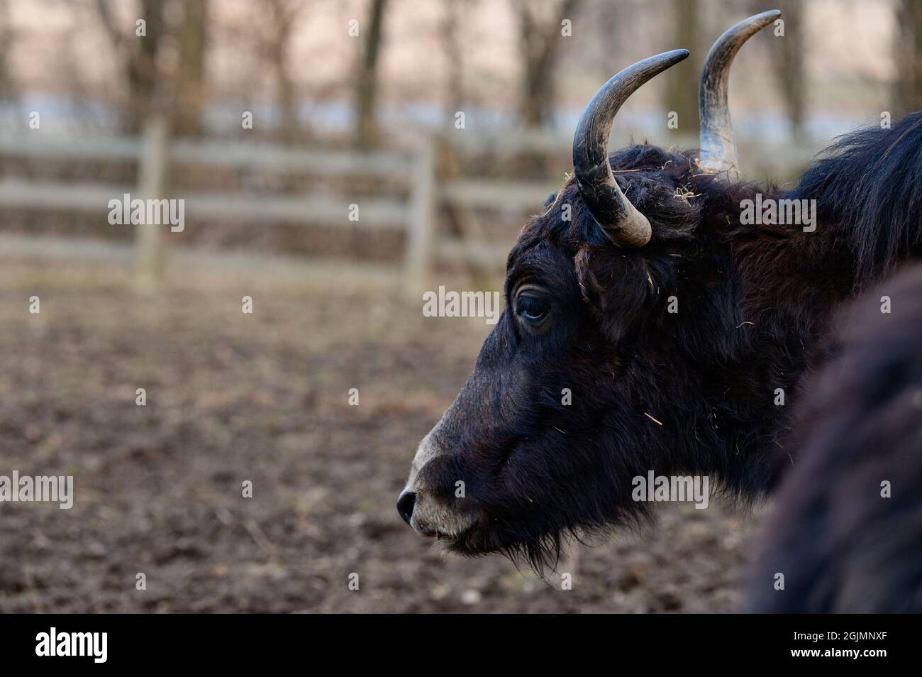 Tibetan yak in a zoo, herbivorous and large animal with horns. new Stock Photo