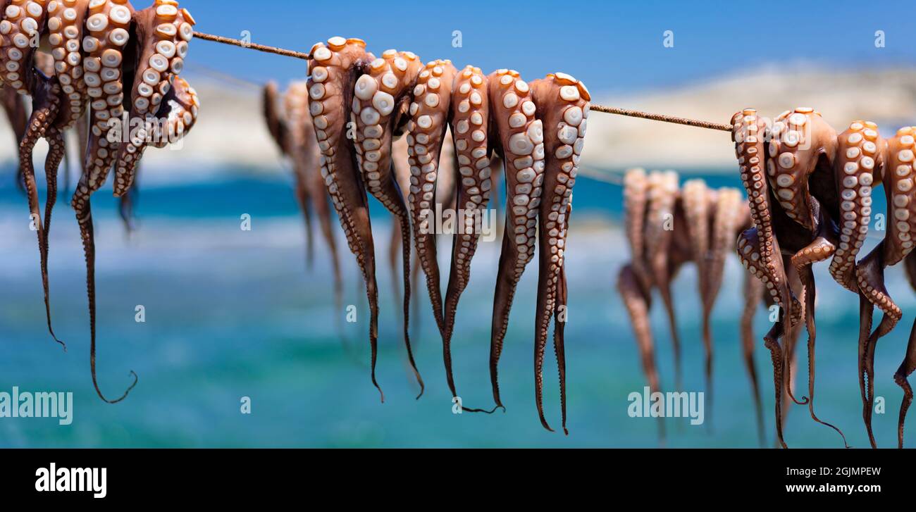 octopus drying out after fishing, Milos, Greece Stock Photo