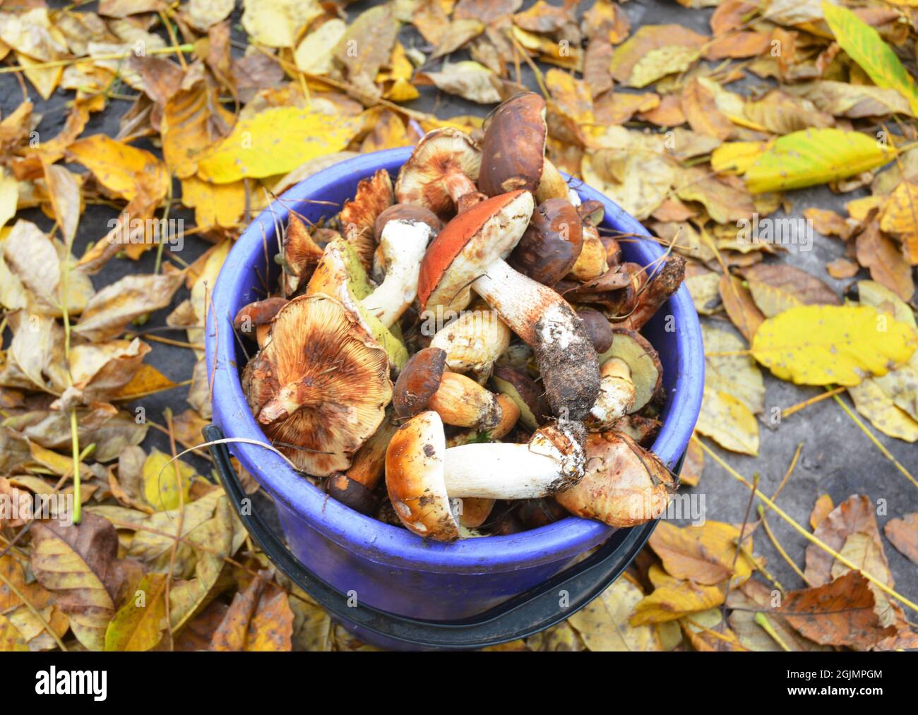 Gathering  wild mushrooms in the bucket. Suillus is a genus of basidiomycete fungi in the family Suillaceae and order Boletales. Mushroom hunting. Stock Photo