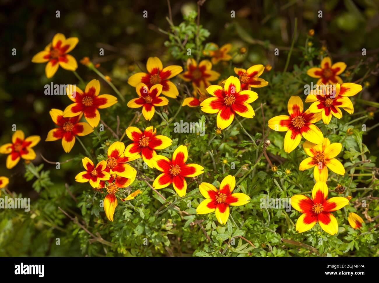Vivid red and yellow flowers of Bidens ferulifolia 'Red Eye', Beggarticks, against background of emerald green foliage, in Australia Stock Photo