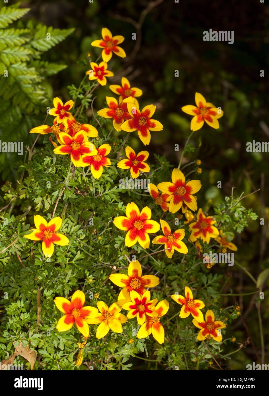 Vivid red and yellow flowers of Bidens ferulifolia 'Red Eye', Beggarticks, against background of emerald green foliage, in Australia Stock Photo