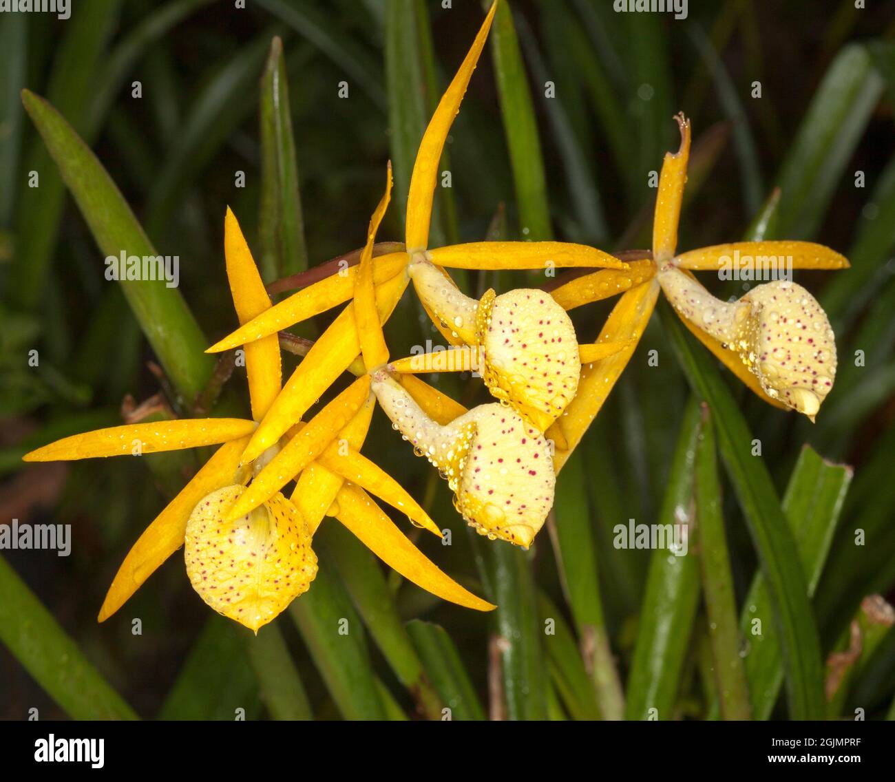 Cluster of unusual yellow flowers of orchid, Brassocattleya 'Yellow Bird' .with raindrops on petals and against background of plant's green foliage Stock Photo