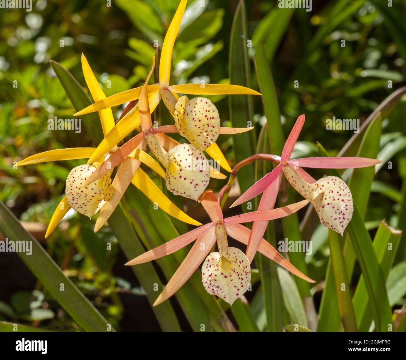 Cluster of unusual yellow flowers and green foliage of orchid, Brassocattleya 'Yellow Bird'. Stock Photo