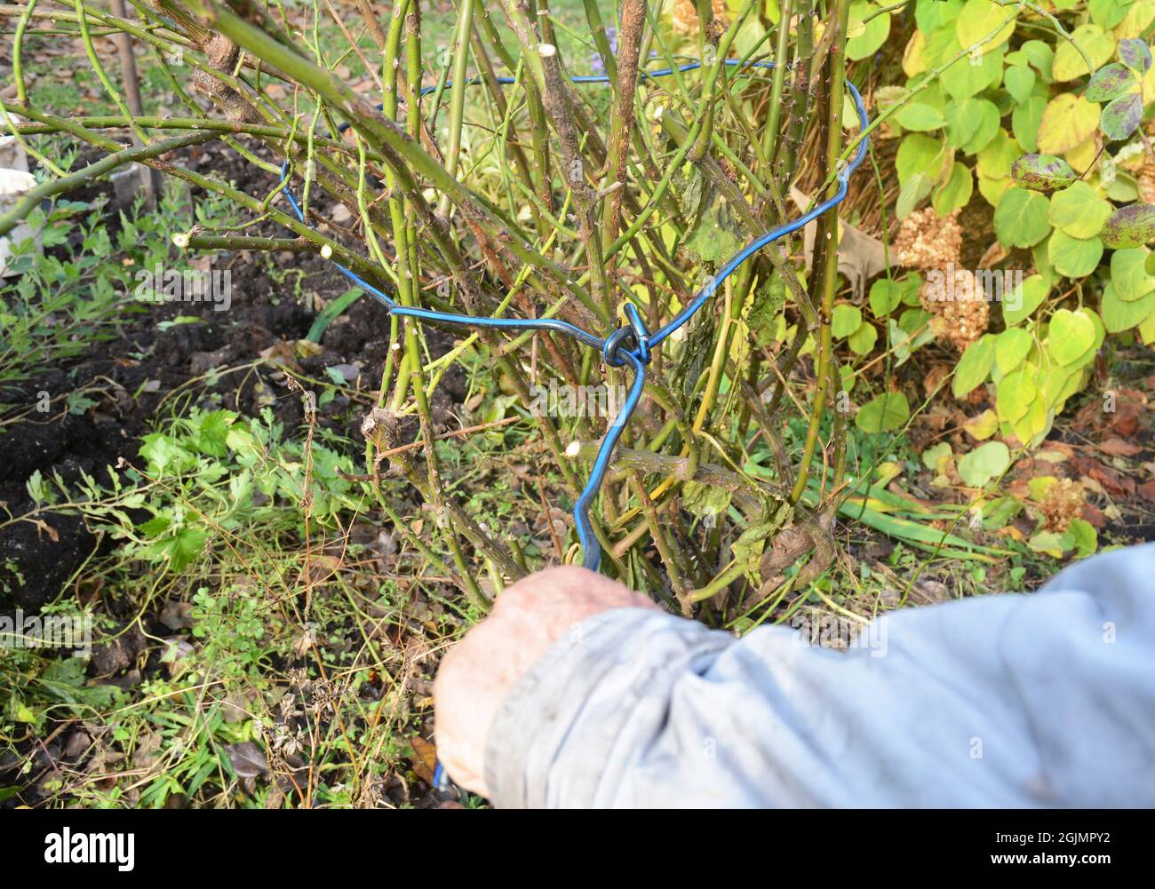 Gardener mound and tie rose bush. Pruning climbing roses for shelter