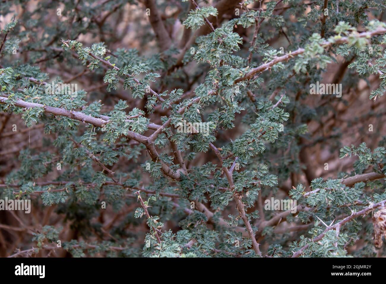 Branches and leaves of an acacia tree from the desert of Saudi Arabia Stock Photo