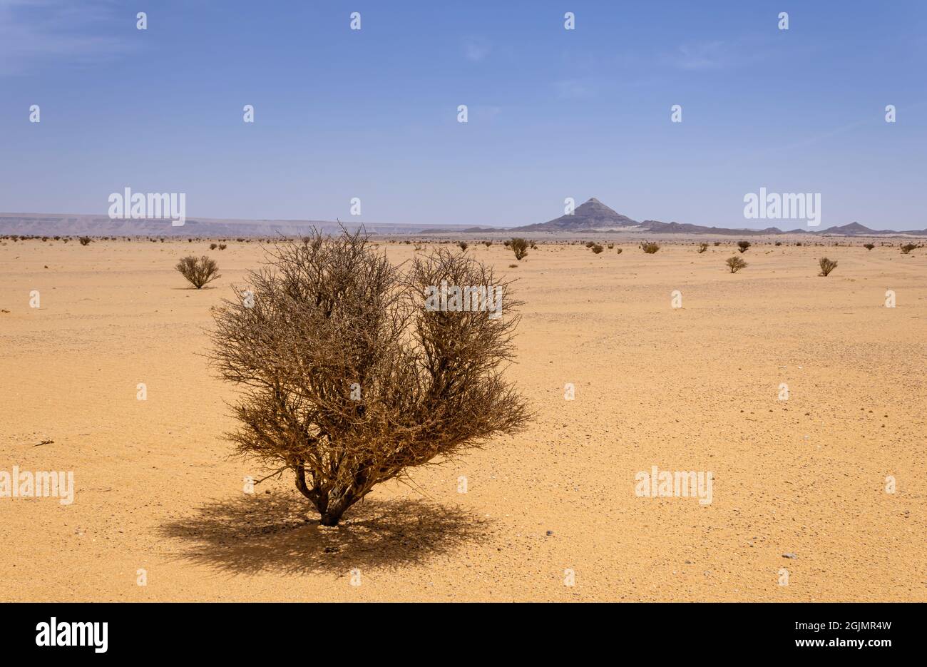 A desert landscape with acacia trees and shrubs, Saudi Arabia Stock Photo
