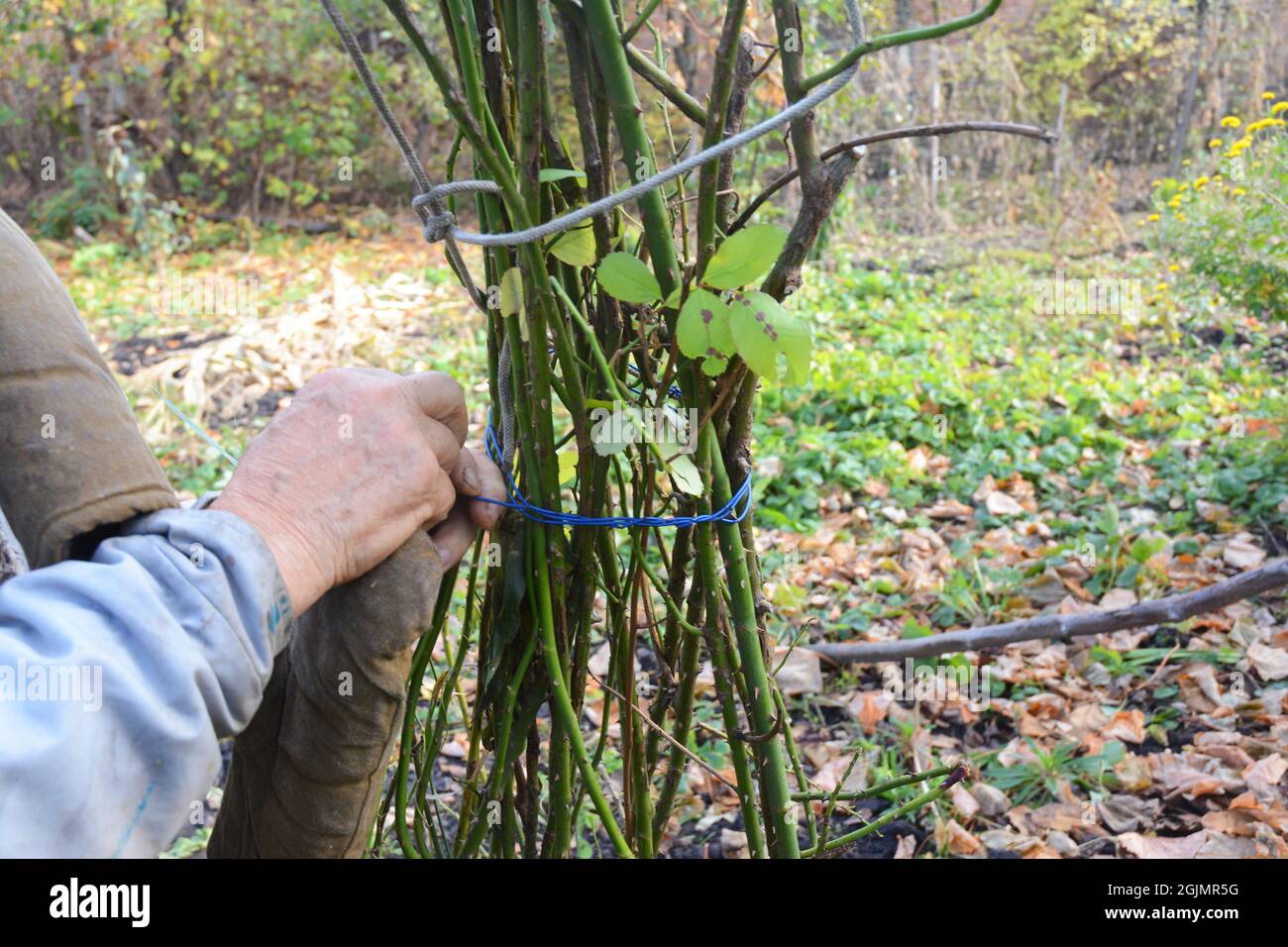Gardener mound and tie rose bush. Pruning climbing roses for shelter