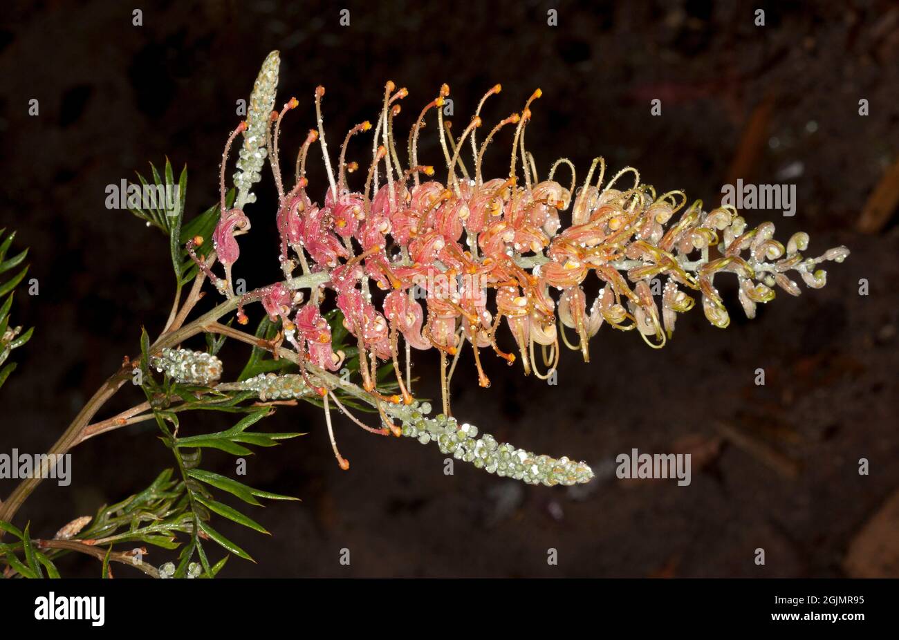 Large stunning red / pink flower of Grevillea 'Lemon Baby' with raindrops glinting on 'petals', with flower buds and green leaves, on dark background Stock Photo