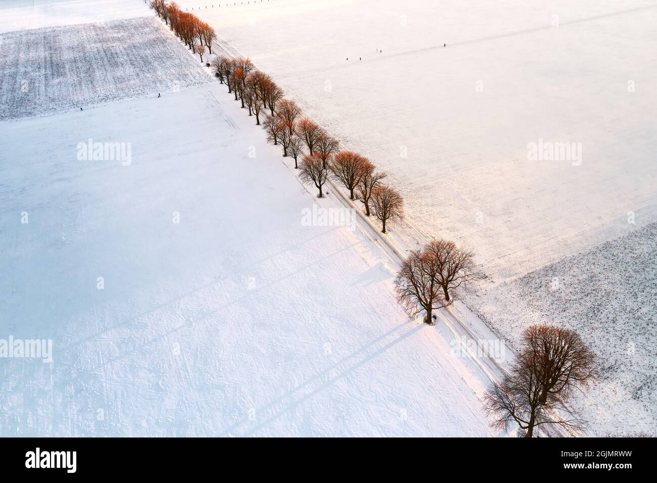Drone view of a tree line and alley road through a field covered with snow during sunset Stock Photo