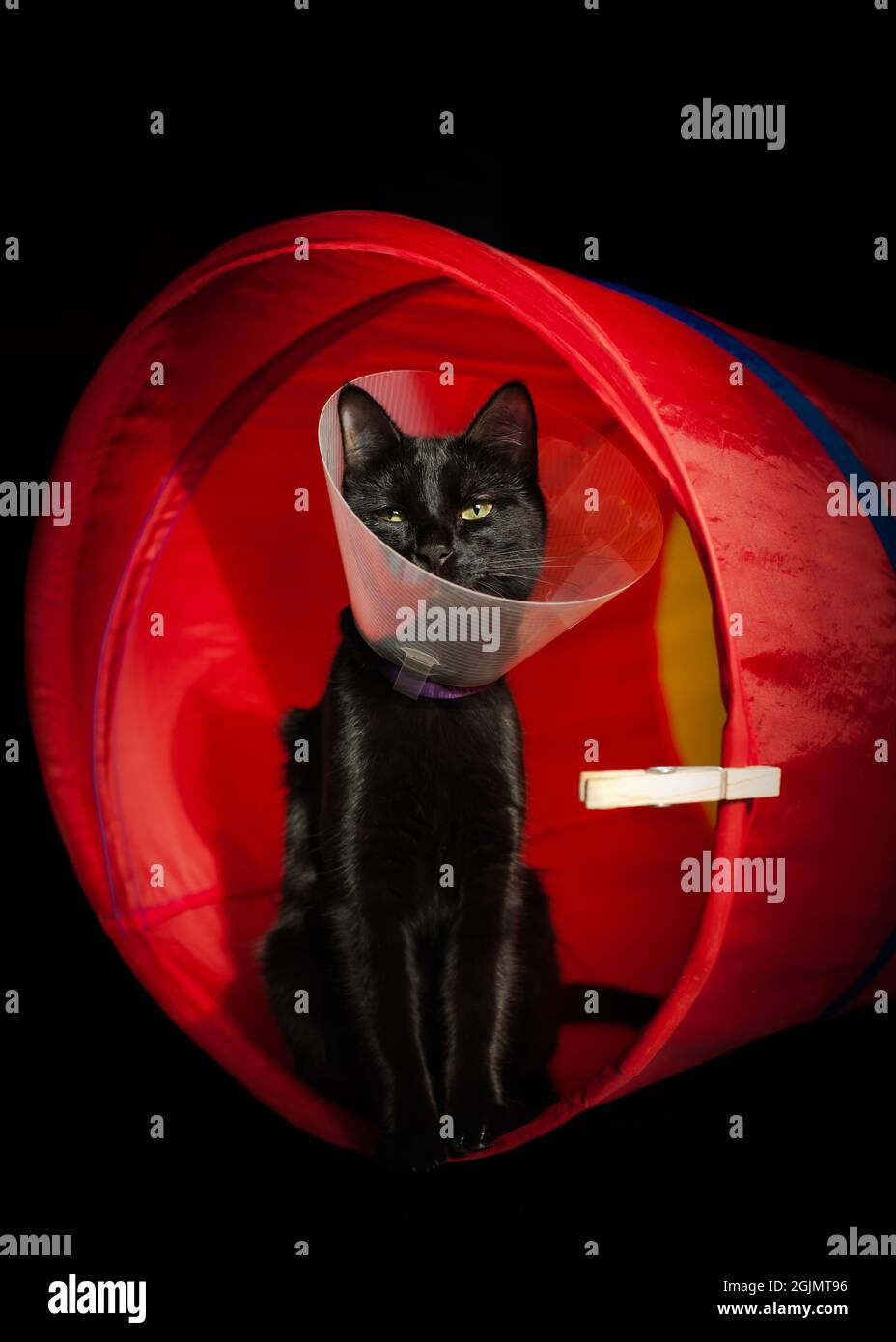 Black cat with a recovery collar, sitting in a red tunnel. Black background. A clothespin hanging on the tunnel. Stock Photo