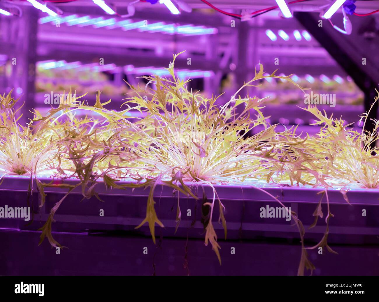 KFARM the first urban farm in Hong Kong incorporating hydroponics