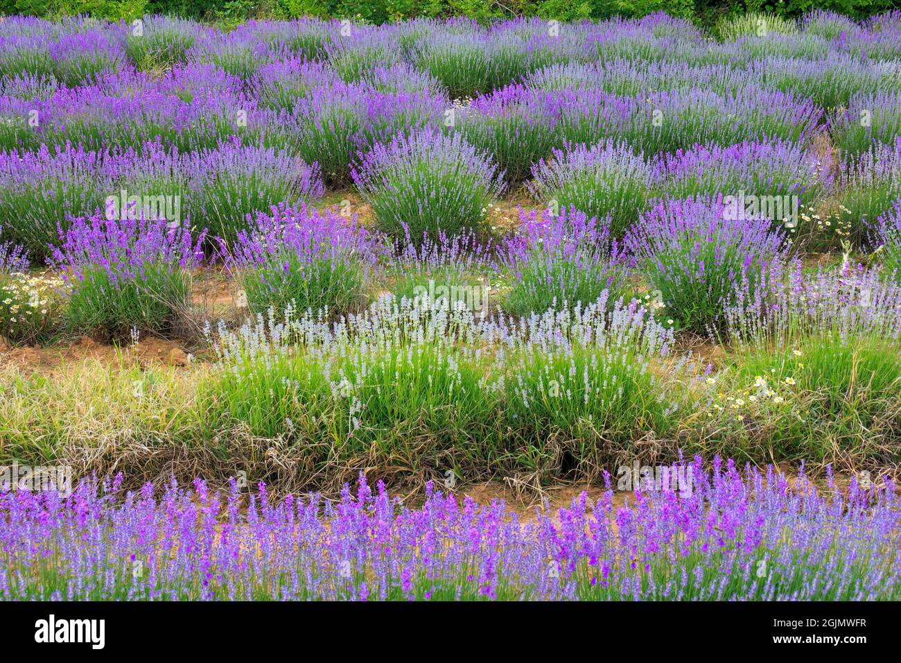 Blue lavender herb at the end of summer season Stock Photo