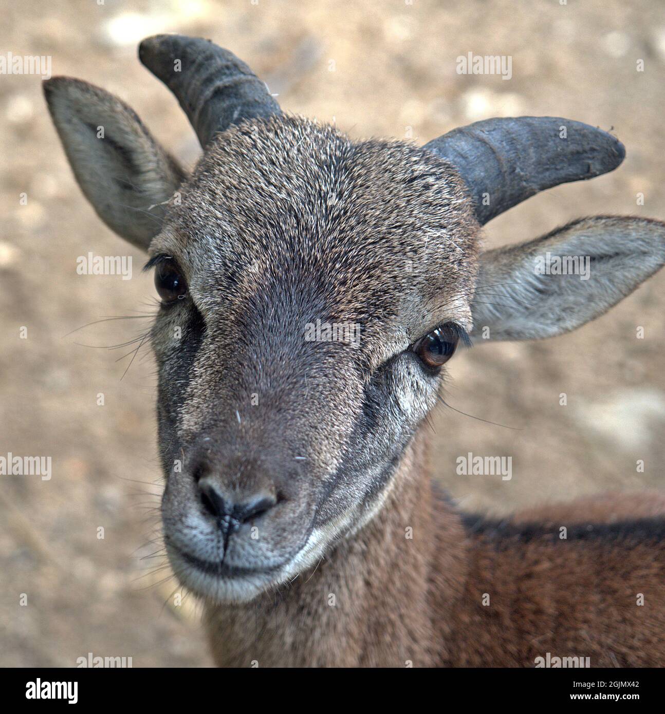 Close up of the head of the little billy goat. His look is irresistible. Face to face with a little billy goat. Stock Photo