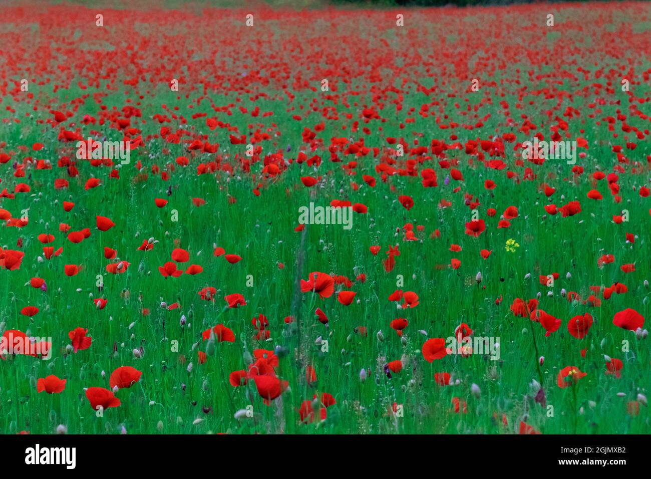 red poppies in green grass Stock Photo