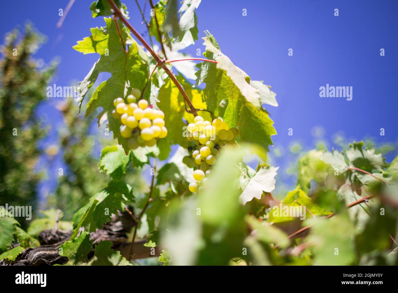Autumn - Vine stick with ripe white dessert grapes against a blue sky Stock Photo
