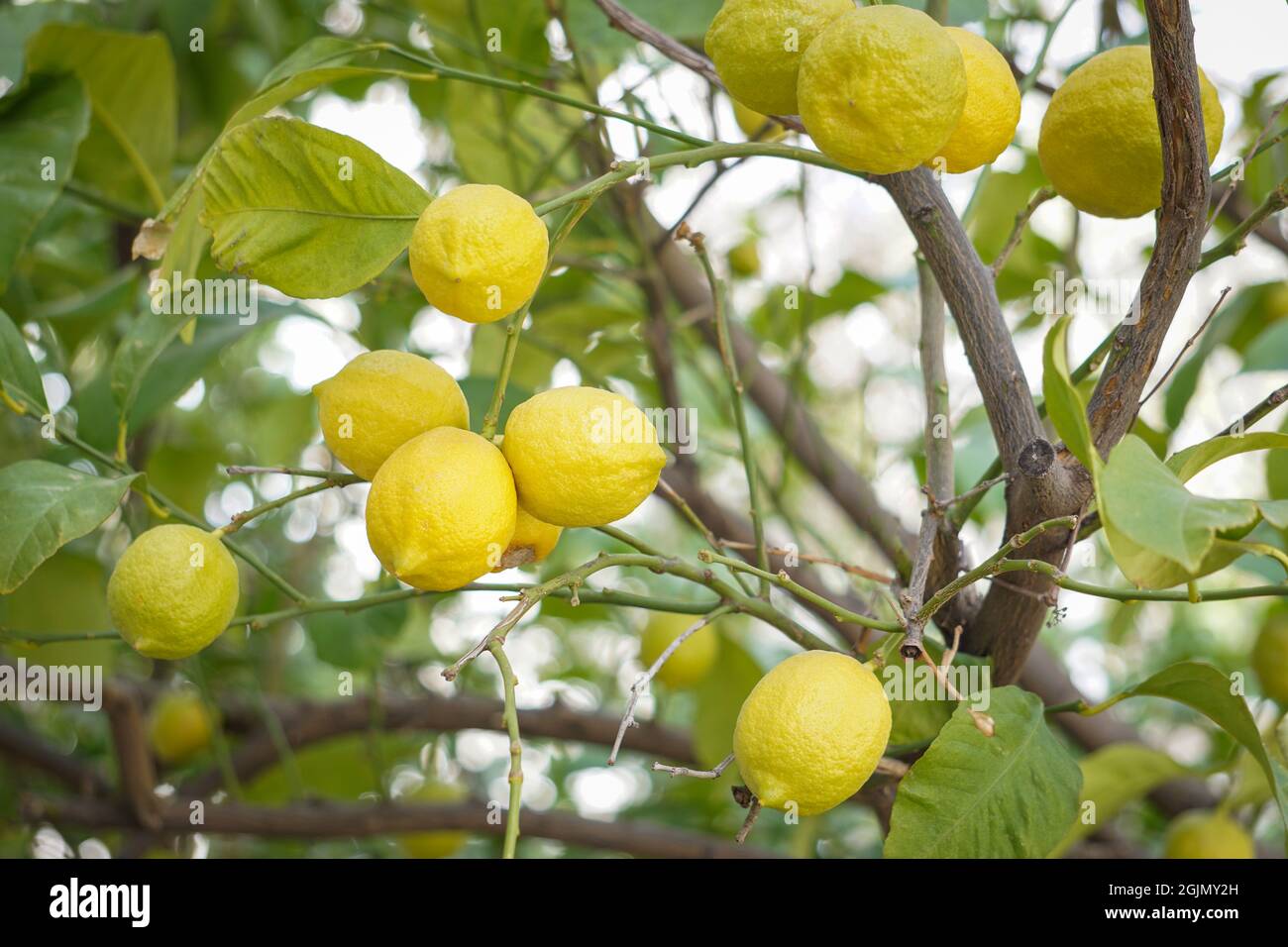 Grow lemon tree hires stock photography and images Alamy