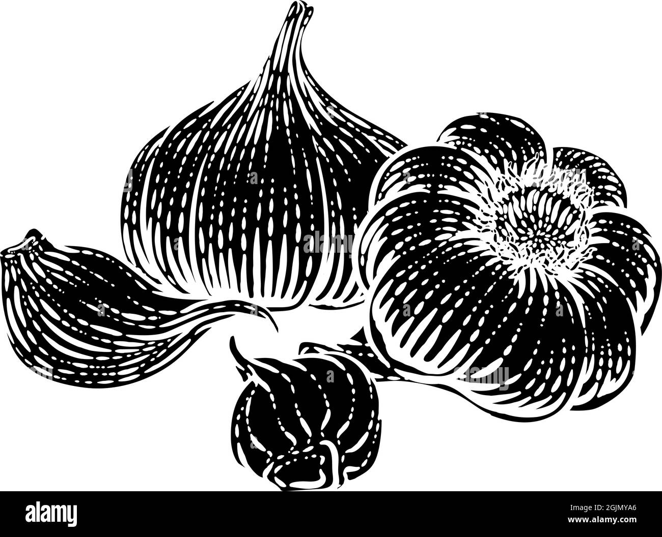 Garlic Vegetable Vintage Woodcut Illustration Stock Vector