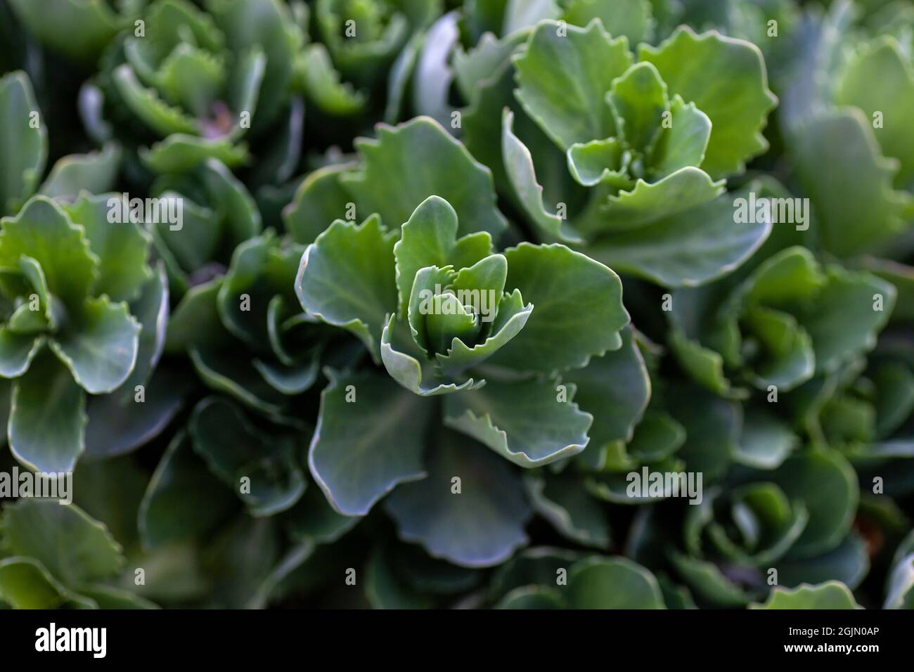 Green sedum close-up. Beautiful leaves with uneven edges of sedum bushes on green background, Sedum telephium Stock Photo