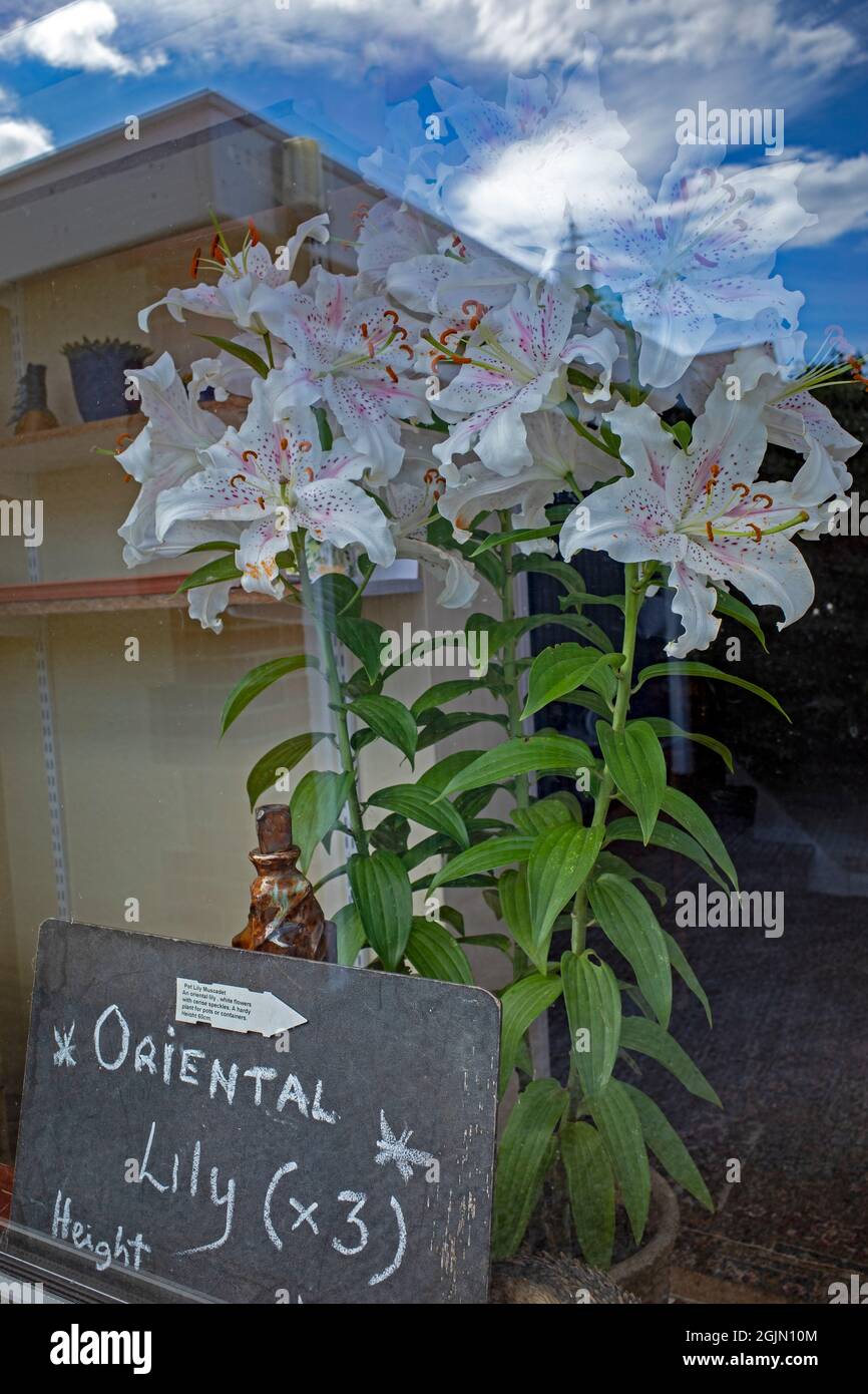 Oriental lily on display in household window Stock Photo