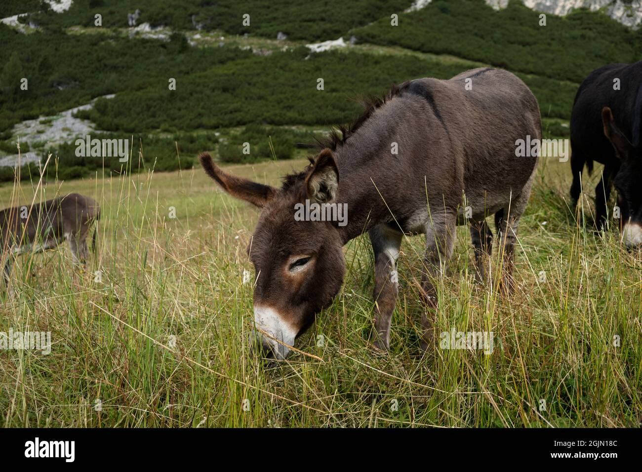 grazing donkeys in summer on the italian alps mountains Stock Photo