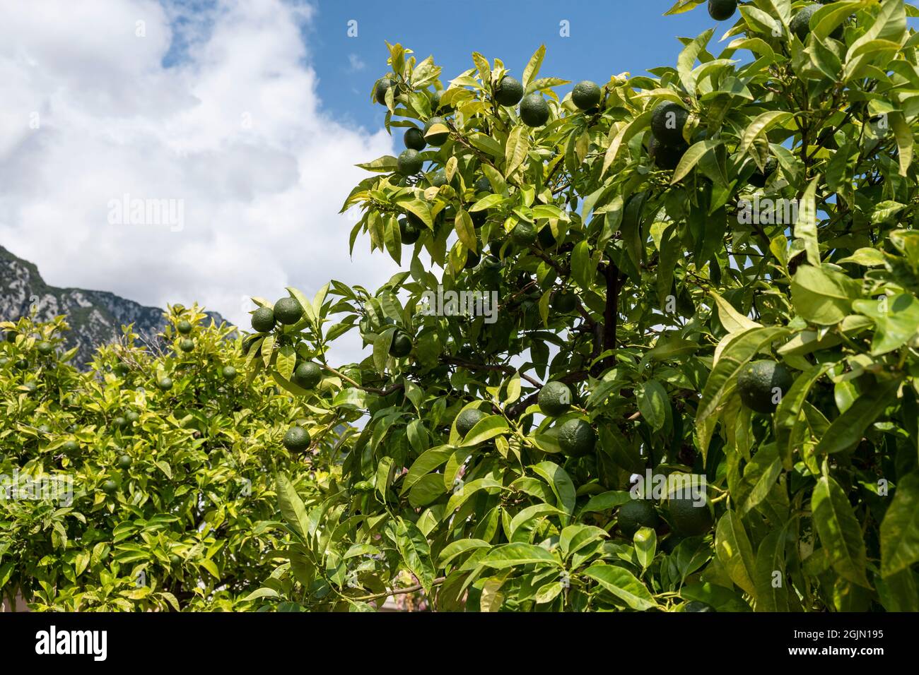 Green lime fruits on tree Stock Photo