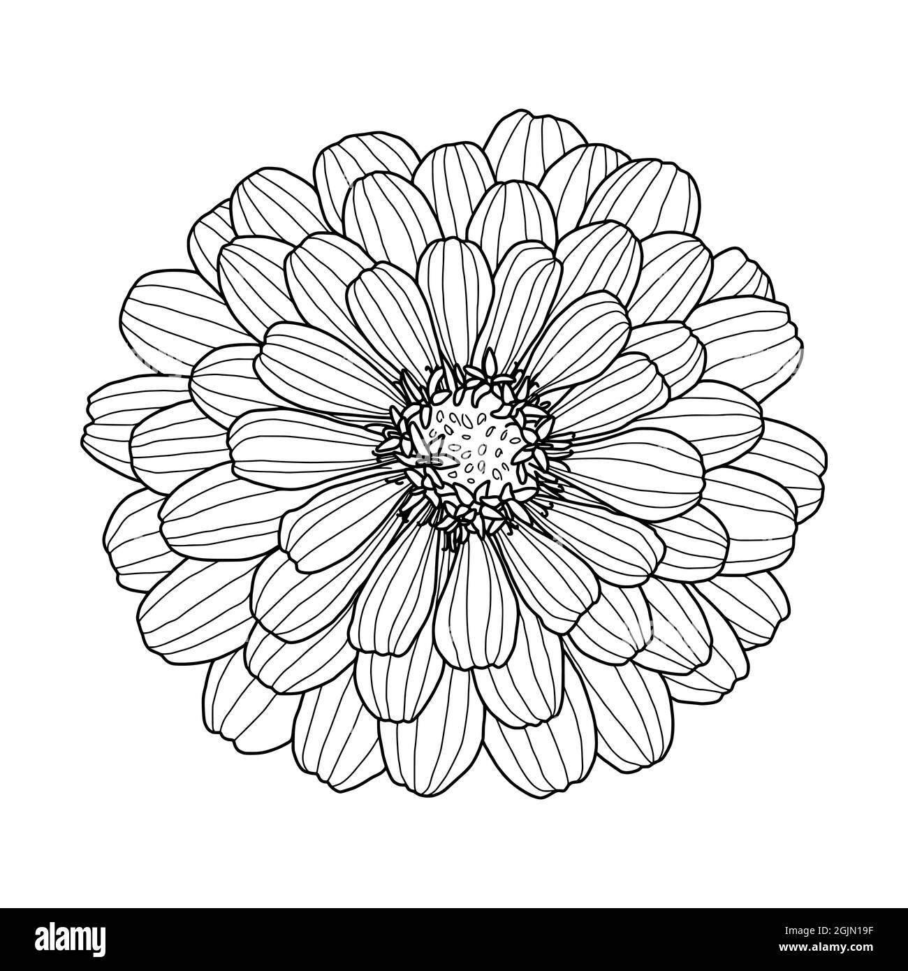 Hand drawing of Zinnia flower head isolated on white background ...