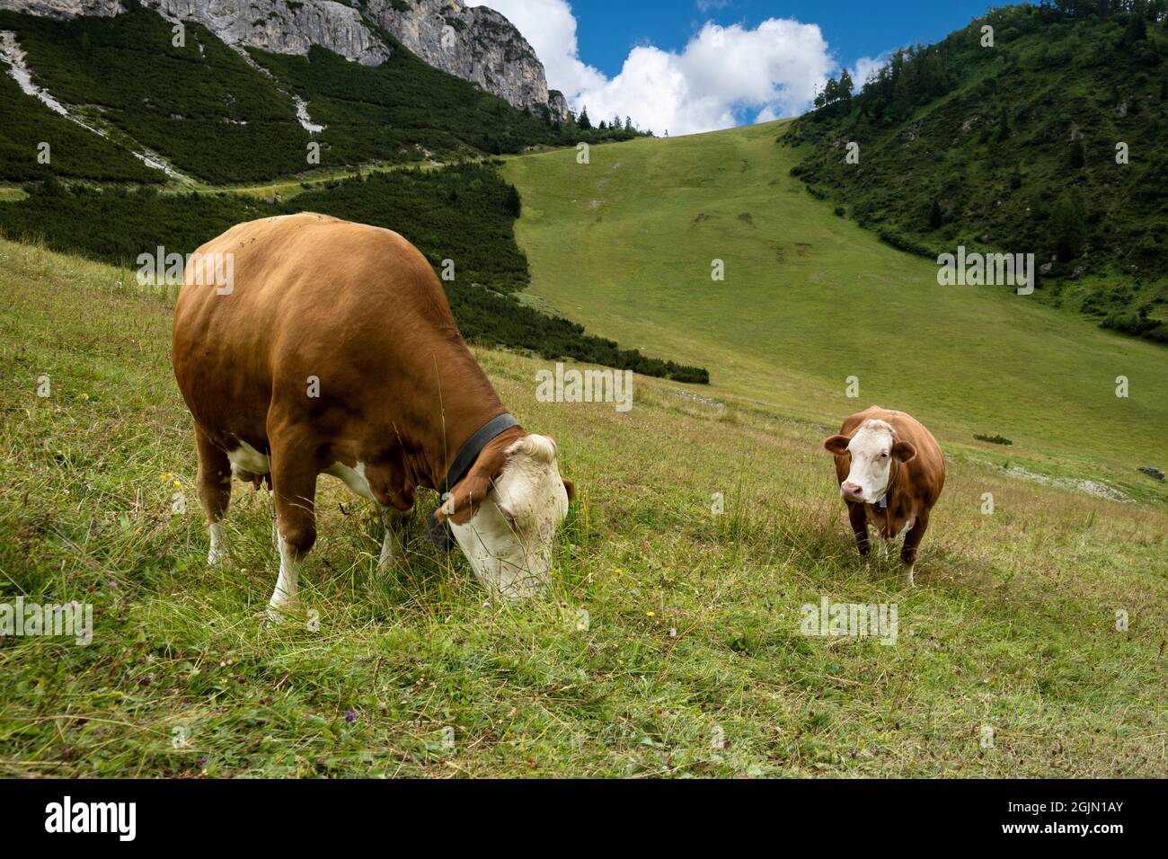 Grazing cows on the italian alps in summer Stock Photo