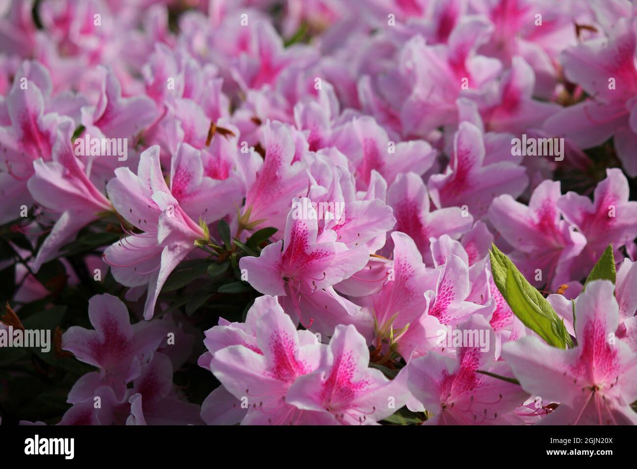Bright pink azalea flowers growing in the flower garden Stock Photo - Alamy