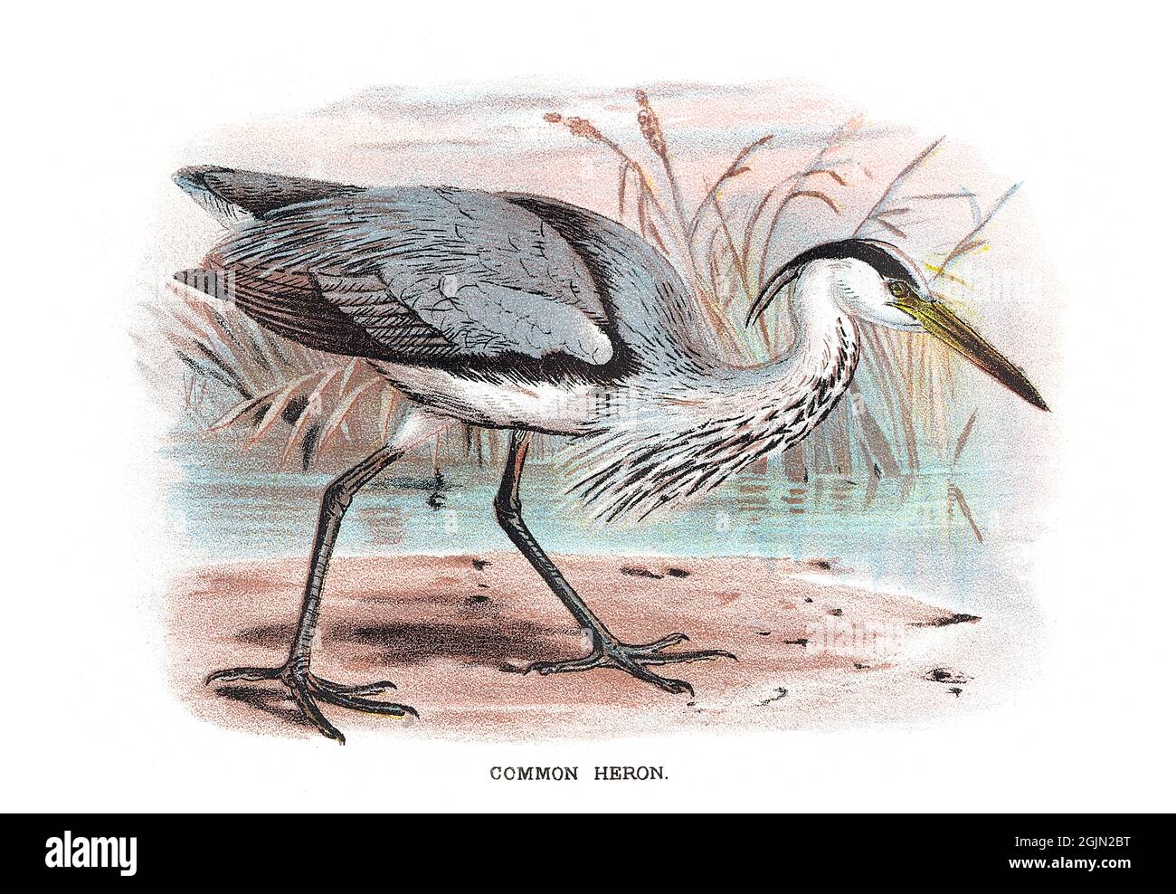 The grey heron, Ardea cinerea, is a long-legged predatory wading bird of the heron family, Ardeidae. Stock Photo