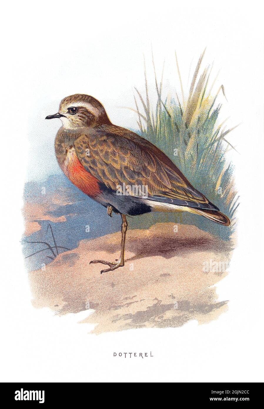 The Eurasian dotterel, Charadrius morinellus, also known as just dotterel, is a small wader in the plover family of birds. Stock Photo