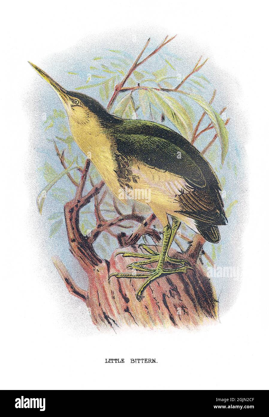 The little bittern or common little bittern, Ixobrychus minutus, is a wading bird in the heron family, Ardeidae. Stock Photo