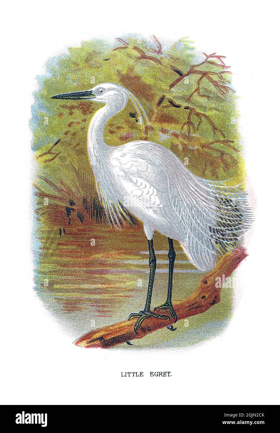 The little egret, Egretta garzetta, is a species of small heron in the family Ardeidae. Stock Photo