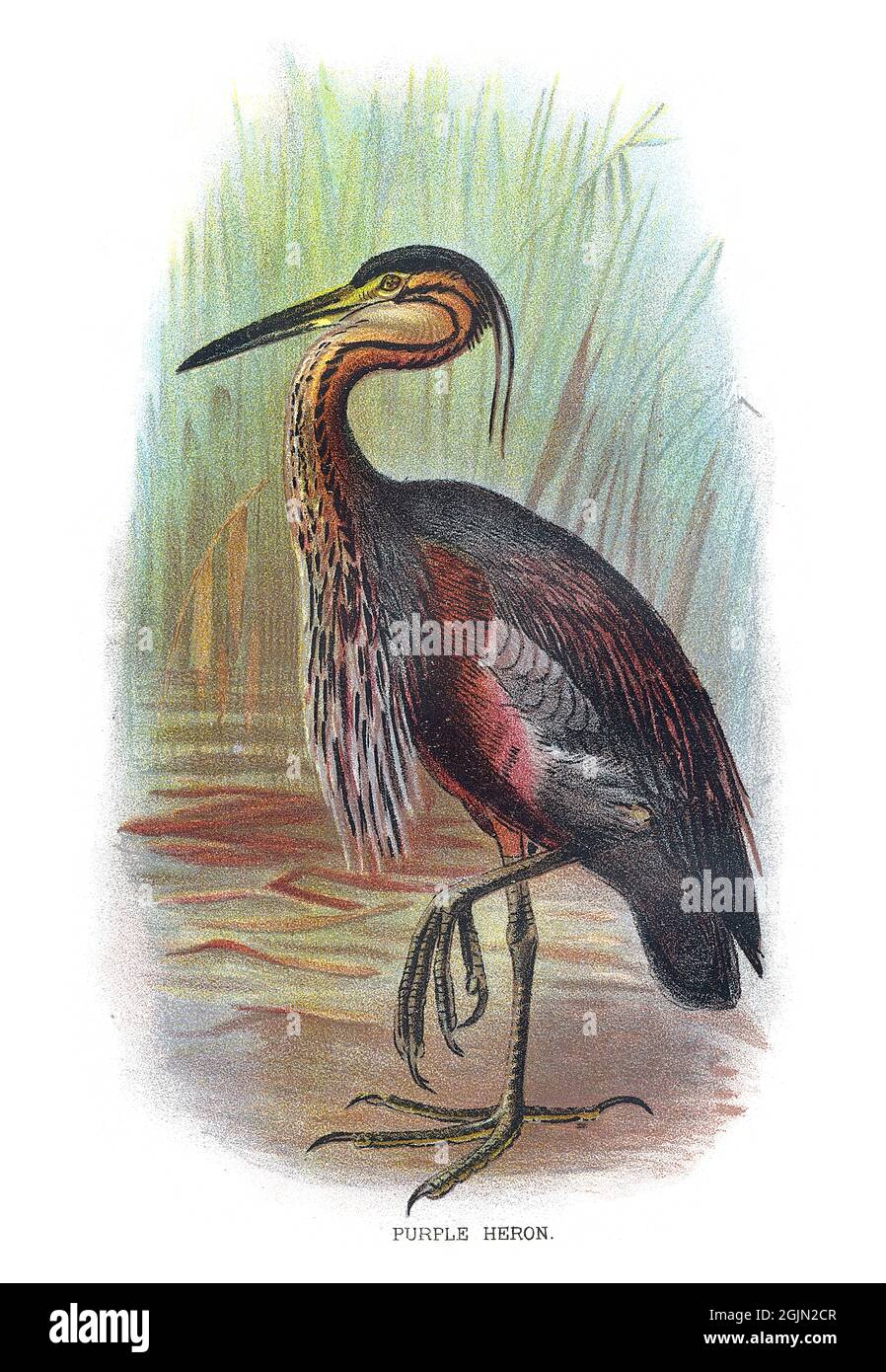 The purple heron, Ardea purpurea, is a wide-ranging species of wading bird in the heron family, Ardeidae. Stock Photo