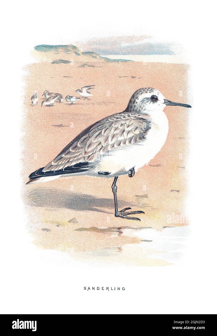 The sanderling, Calidris alba, is a small wading bird. Stock Photo