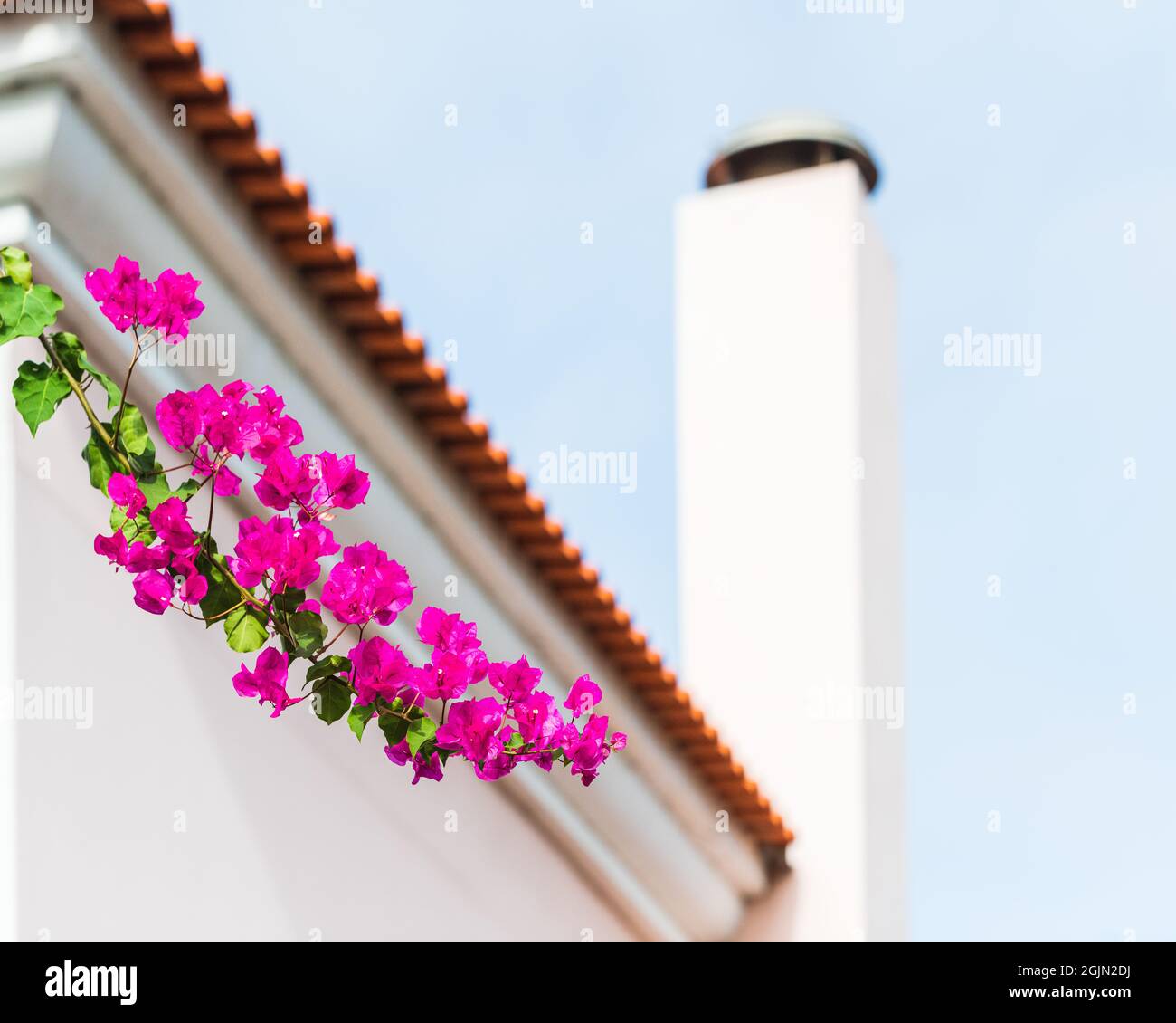 Purple flowers in front of building Stock Photo - Alamy