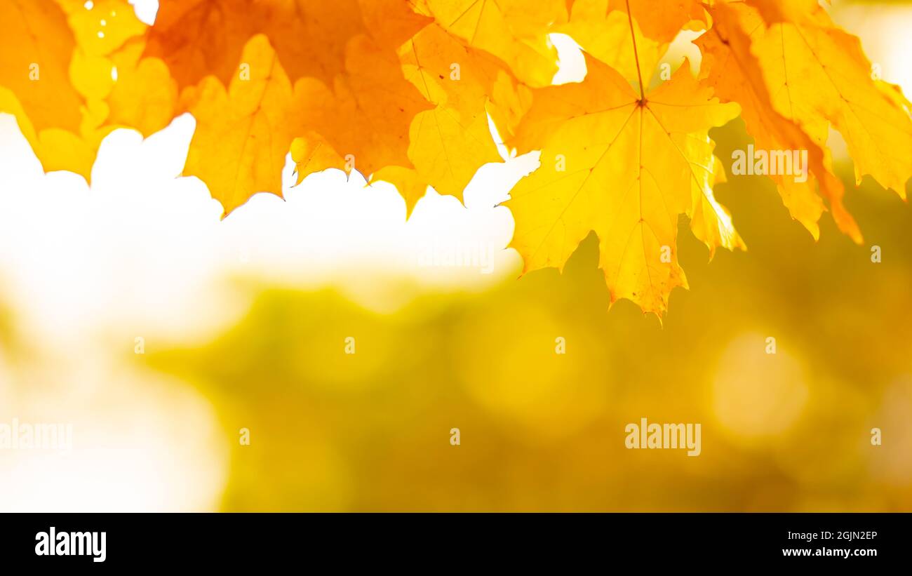 Autumn leaves. Abstract autumn nature background with maple tree leaves ...
