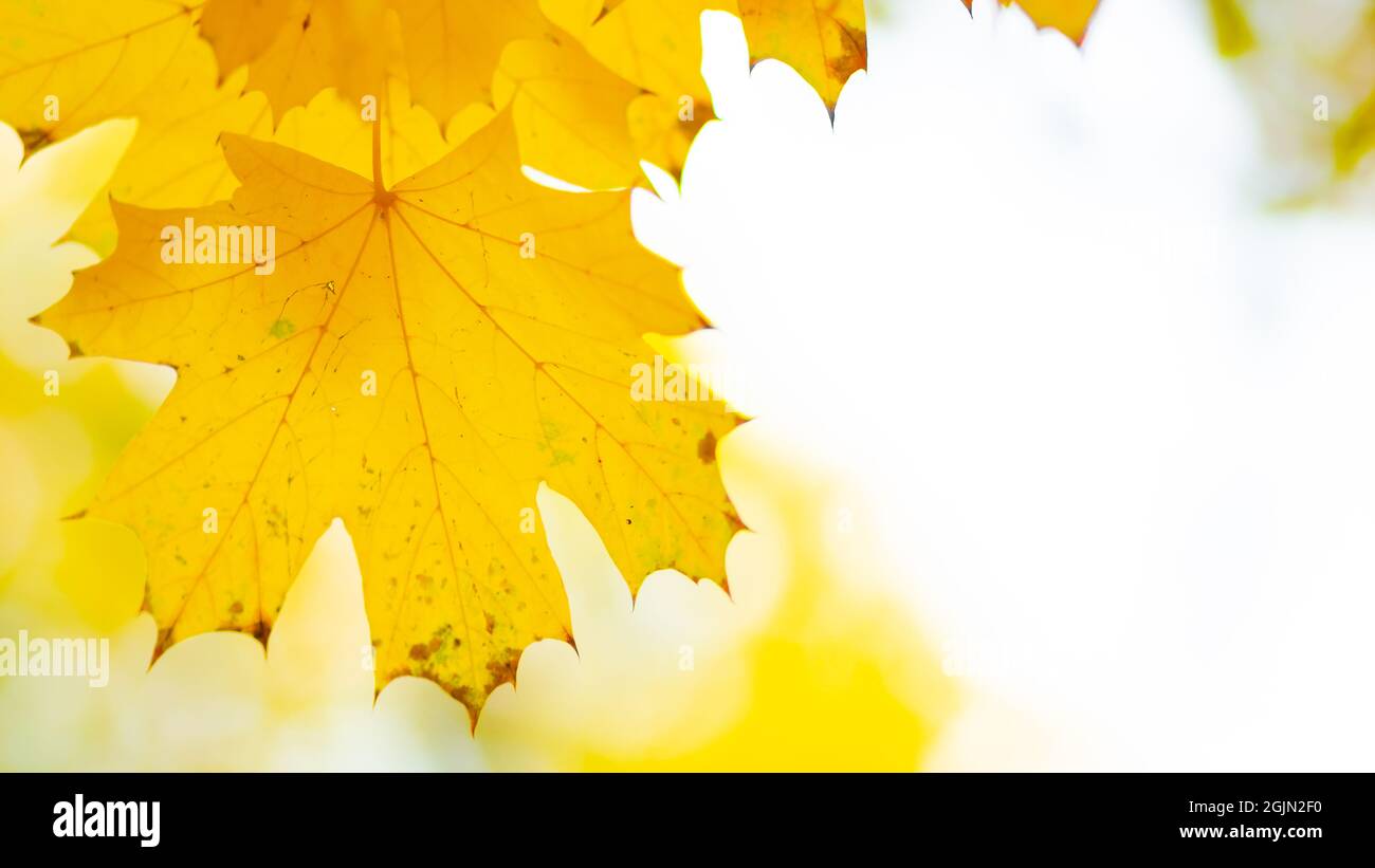 Autumn leaves. Abstract autumn nature background with maple tree leaves ...