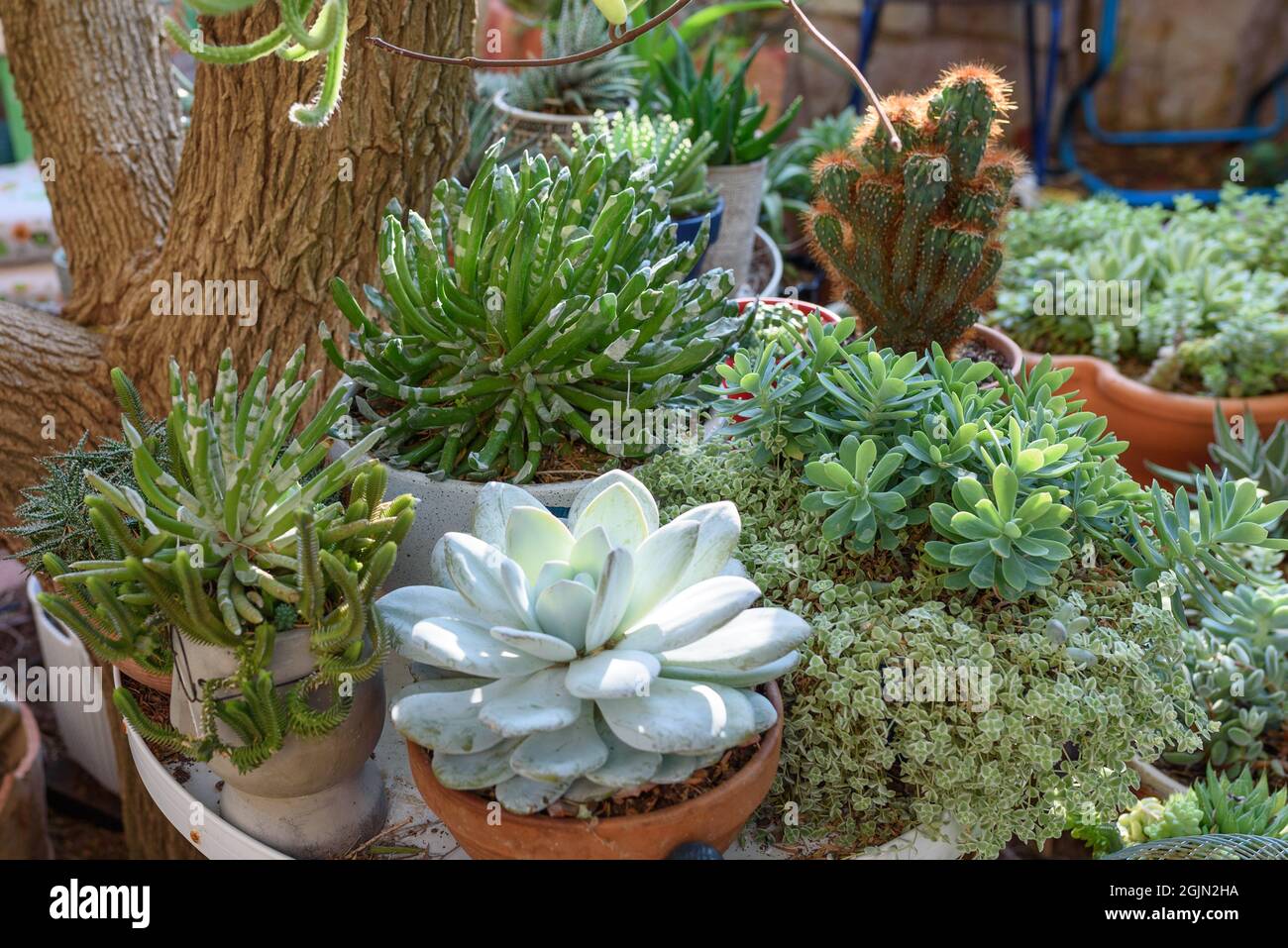 Succulent plants echeveria, sedum, senecio and cactus cereus in flower pots in sunny garden. Stock Photo