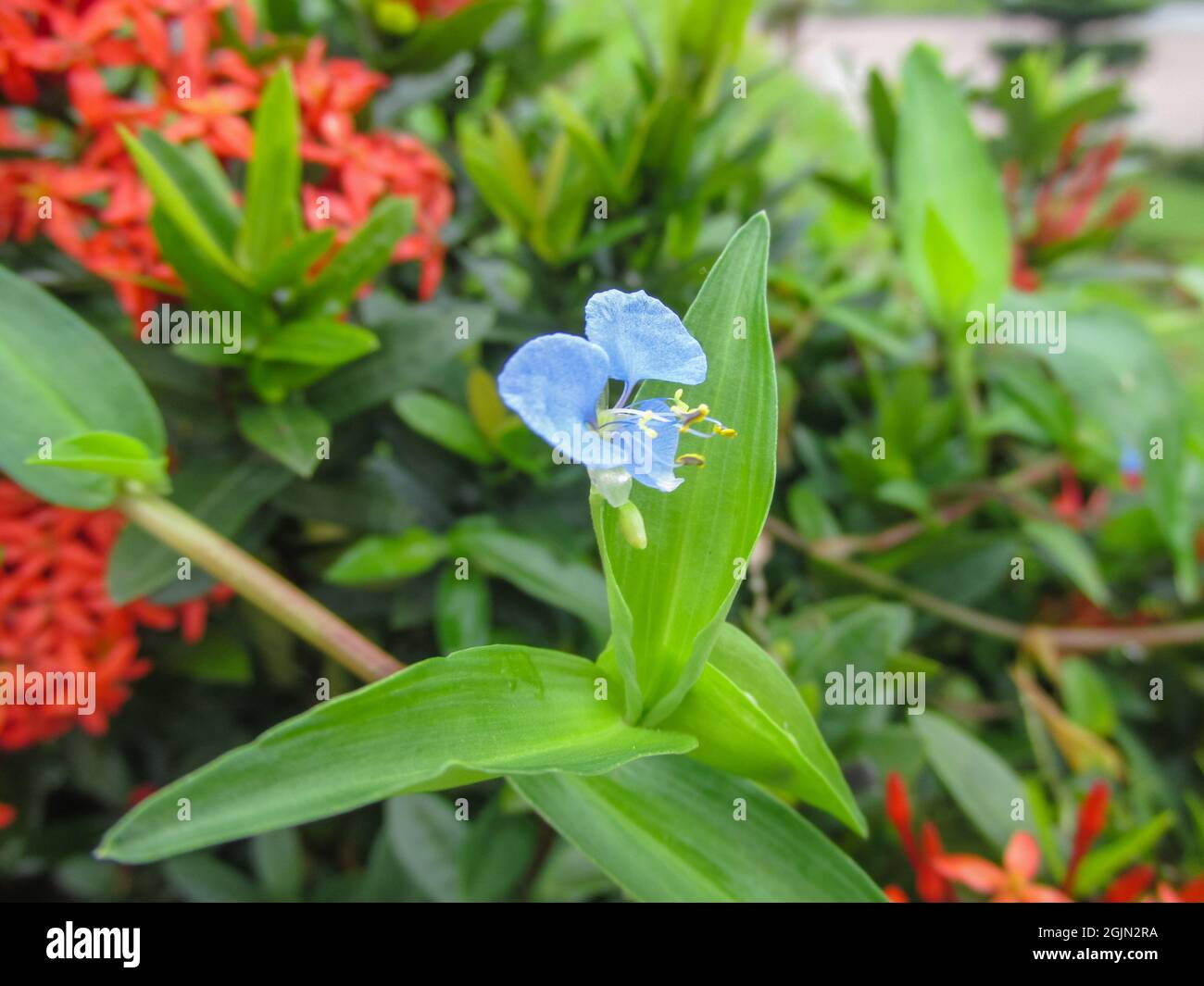 Macro photo of commelina diffusa (climbing dayflower or spreading dayflower) Stock Photo