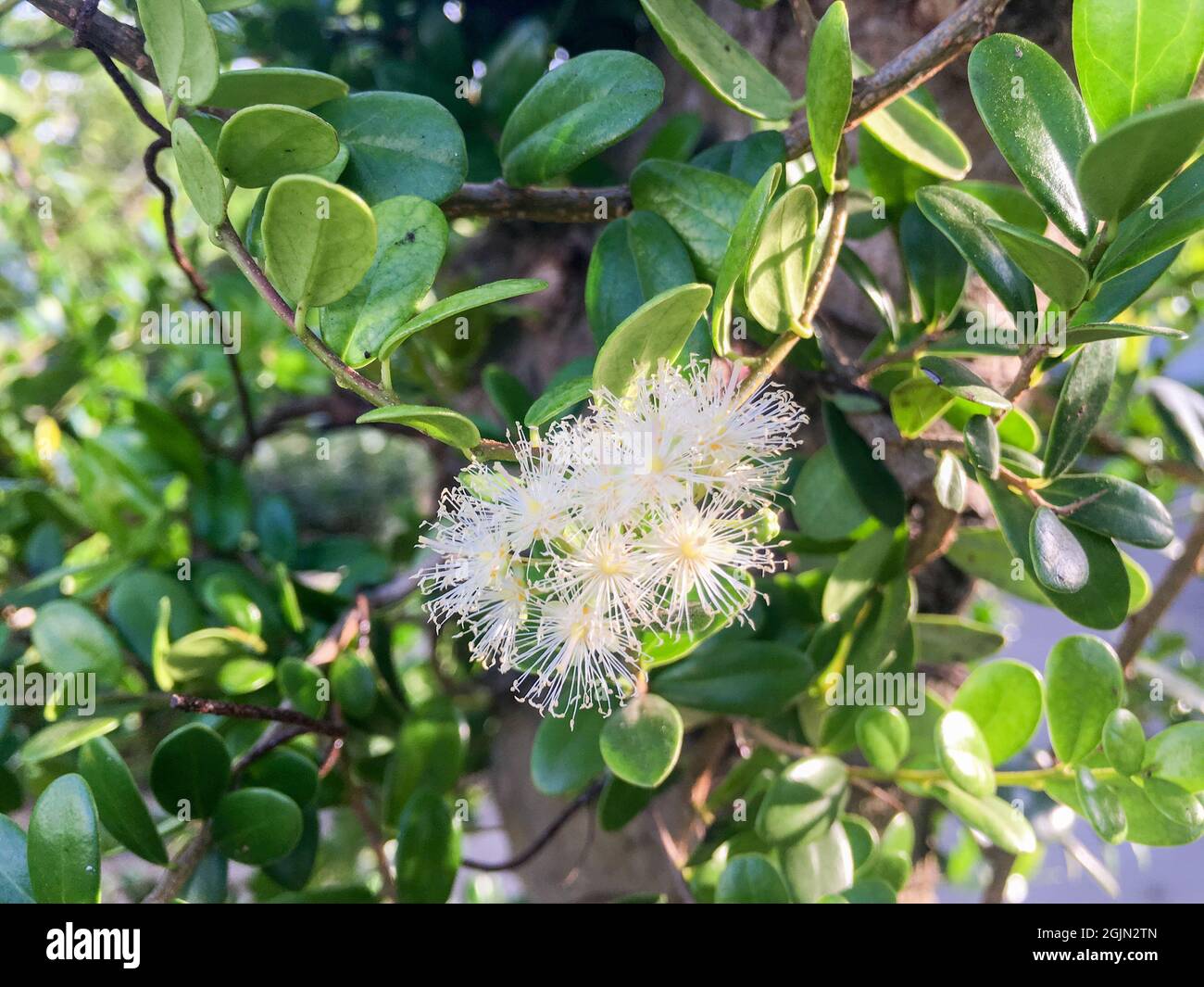 Boxleaf Eugenia's flower (Syzygium buxifolium) Stock Photo