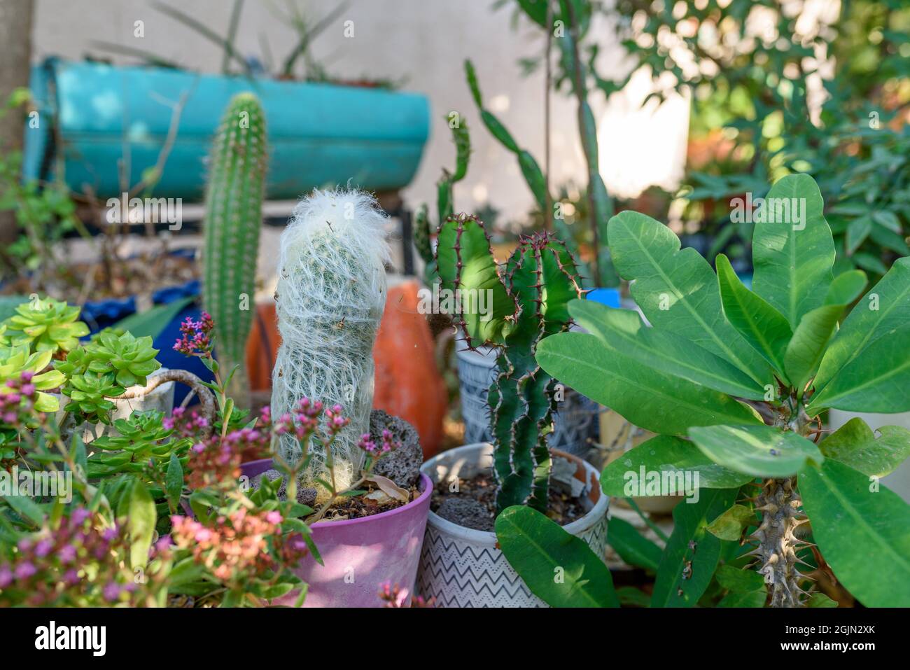 Various types of cactus and succulents. Old man cactus, euphorbia and cereus in sunny garden. Outdoor plants in pots. Stock Photo
