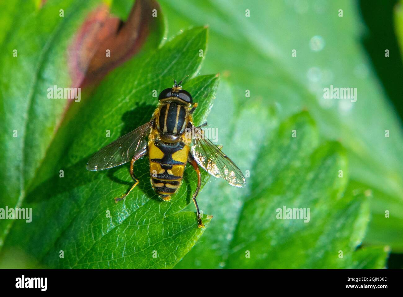 Helophilus pendulus hoverfly on leaf Stock Photo
