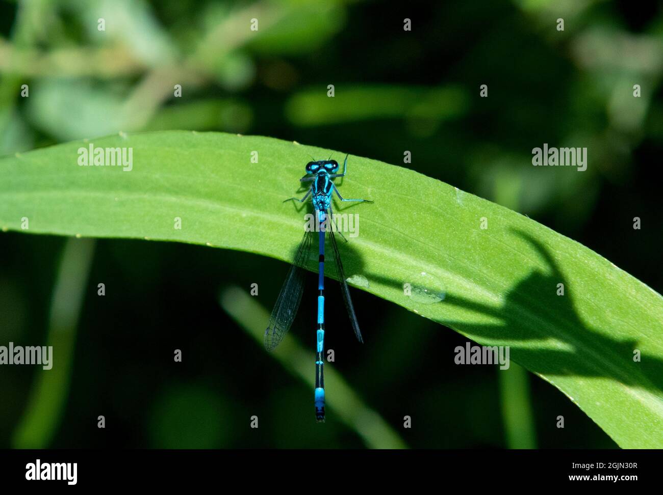 Azure Damselfly on leaf Stock Photo - Alamy
