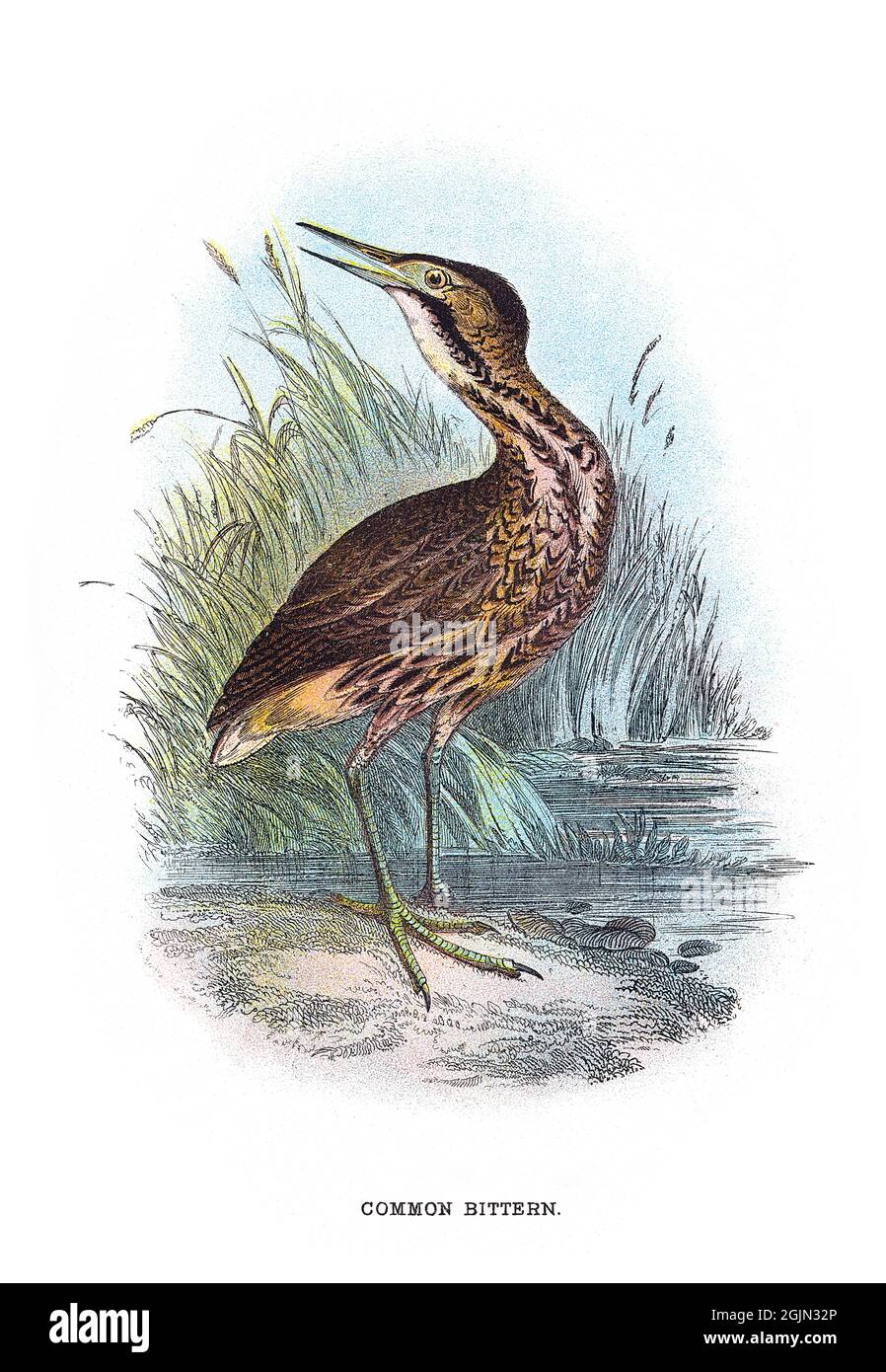 The Eurasian bittern or great bittern, Botaurus stellaris, is a wading bird in the bittern subfamily, Botaurinae of the heron family Ardeidae. Stock Photo