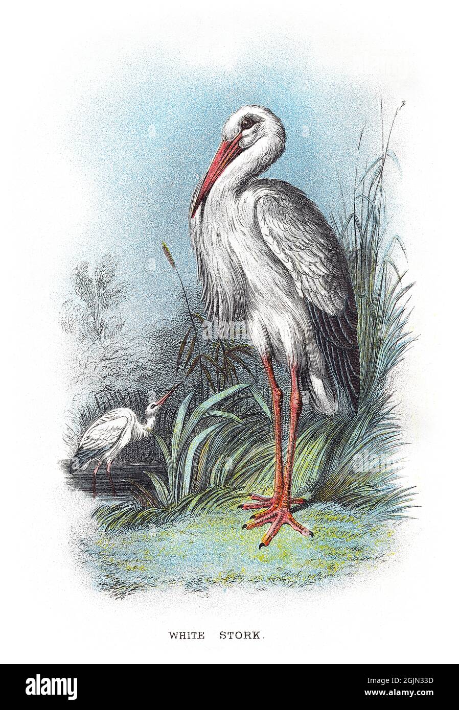 The white stork, Ciconia ciconia, is a large bird in the stork family, Ciconiidae. Stock Photo