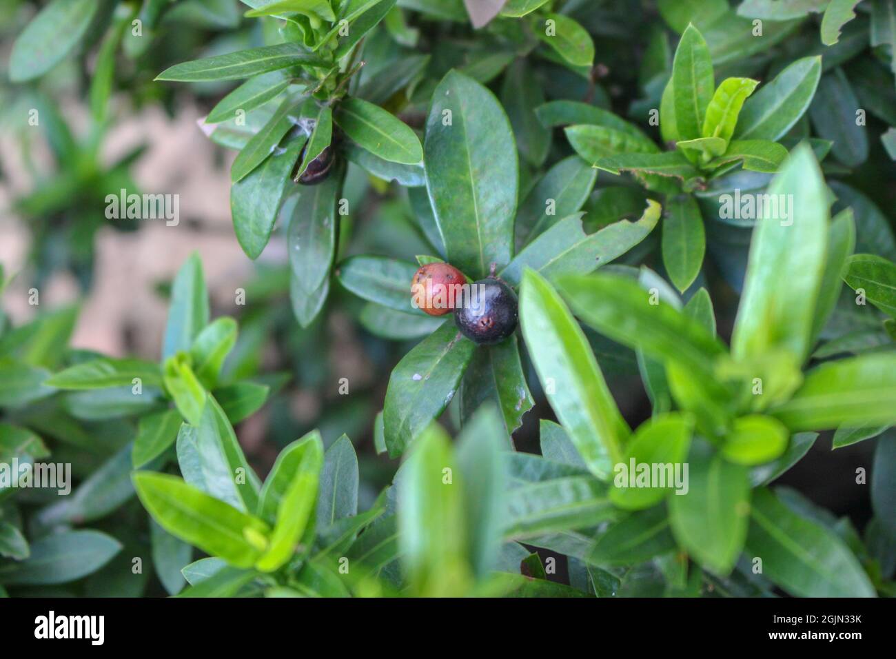 Murraya paniculata or Orange jessamine red fruits, outdoor tropical plants. Stock Photo