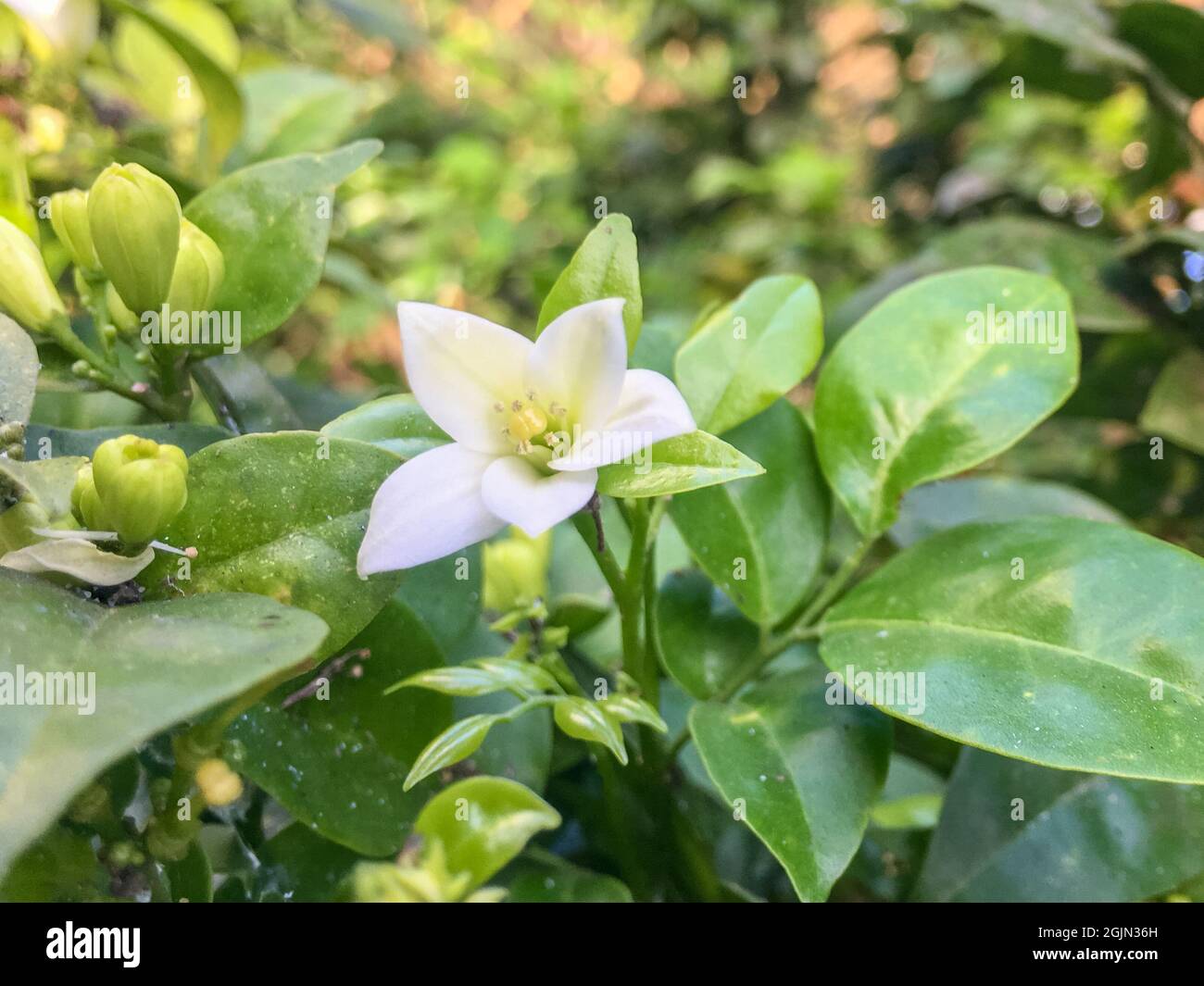Closeup on a murraya paniculata, commonly called orange jasmine Stock