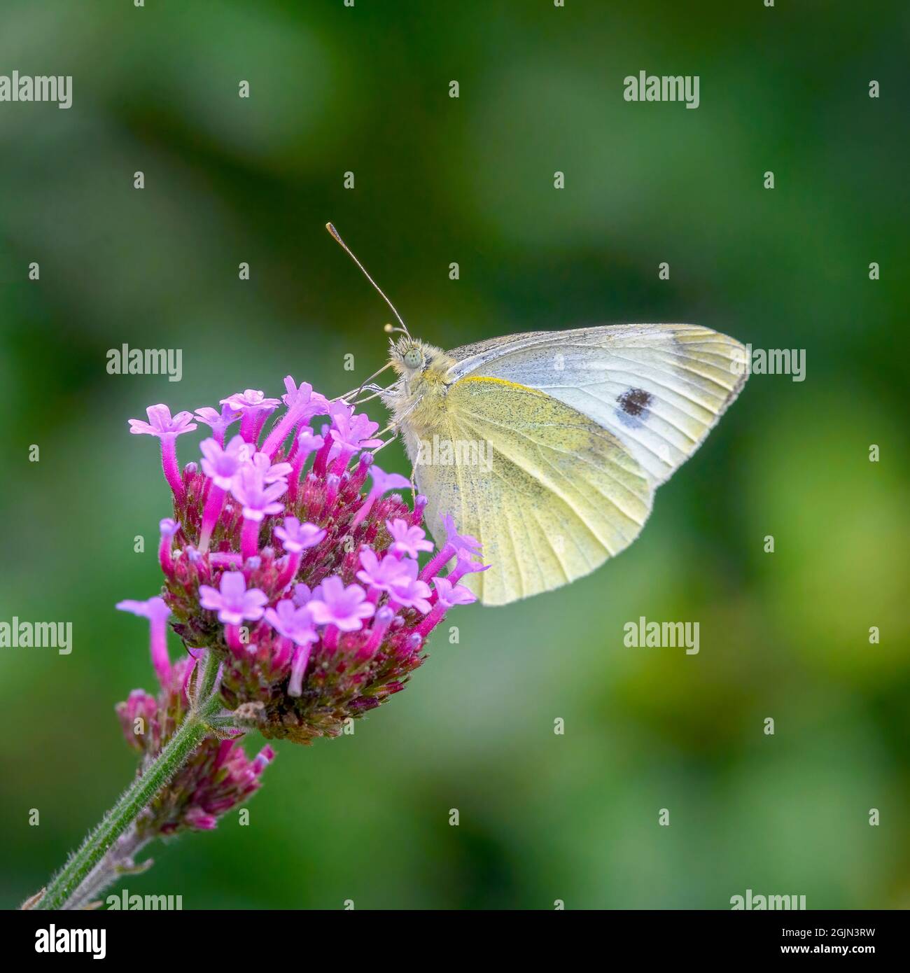 Small White butterfly (Pieris rapae) with wings closed and feeding from a Verbena flower. These butterflies are often incorrectly called Cabbage White Stock Photo