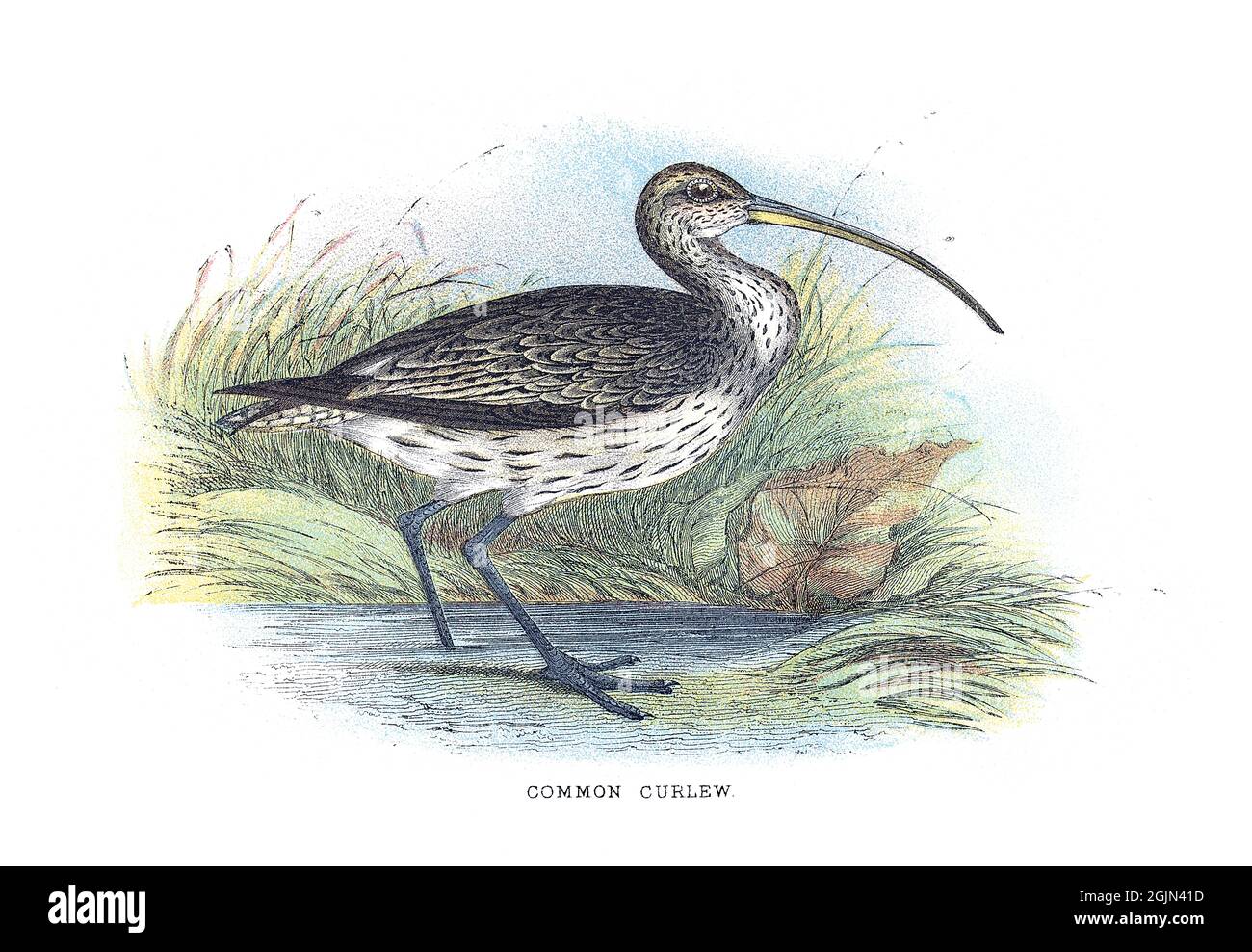 The Eurasian curlew or common curlew, Numenius arquata, is a wader in the large family Scolopacidae. Stock Photo