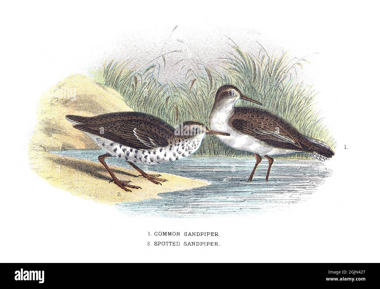 Common sandpiper, Actitis hypoleucos, and Spotted sandpiper, Actitis macularius make up the genus Actitis. Stock Photo